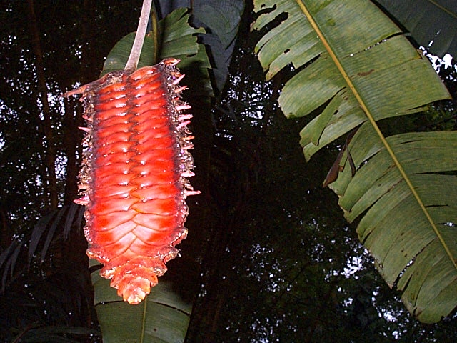 Wildpflanzen im Cahuita N.P. 22.07.03.jpg - blossoming heliconia